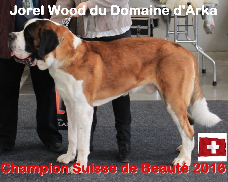 CH. Jorel wood Du Domaine D'Arka