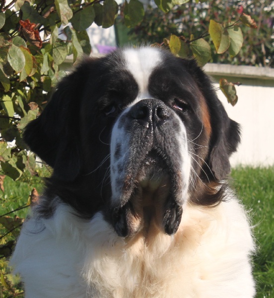 CH. Gahios des joly monts de villers