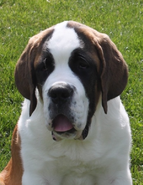 CH. Jadys lady Du Domaine D'Arka