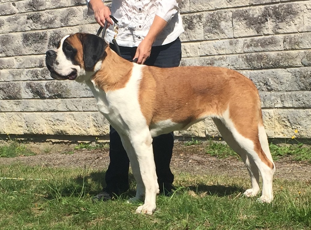 Oara shelby Du Domaine D'Arka