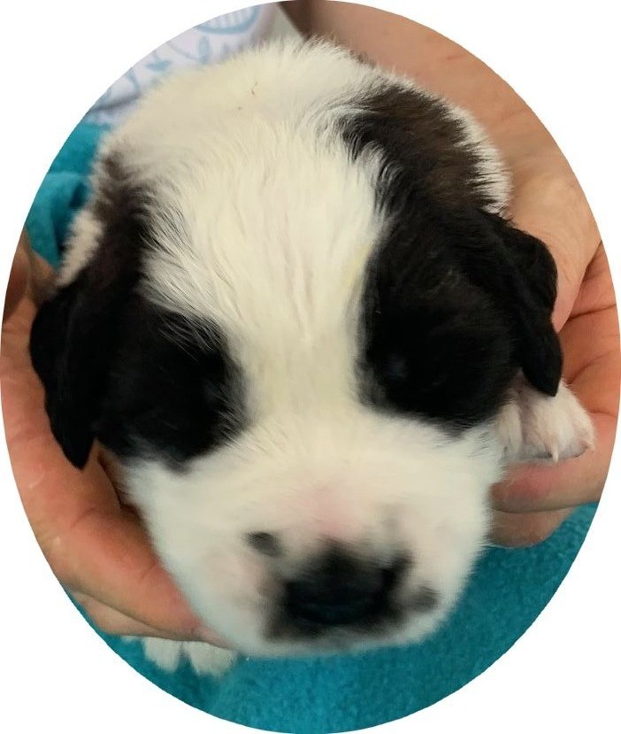 Du Domaine D'Arka - Chiots disponibles - Chien du Saint-Bernard