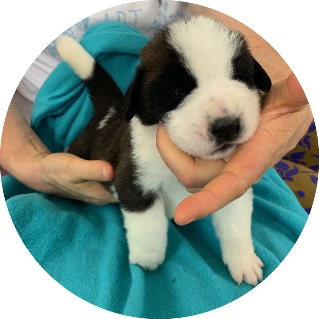 Du Domaine D'Arka - Chiots disponibles - Chien du Saint-Bernard