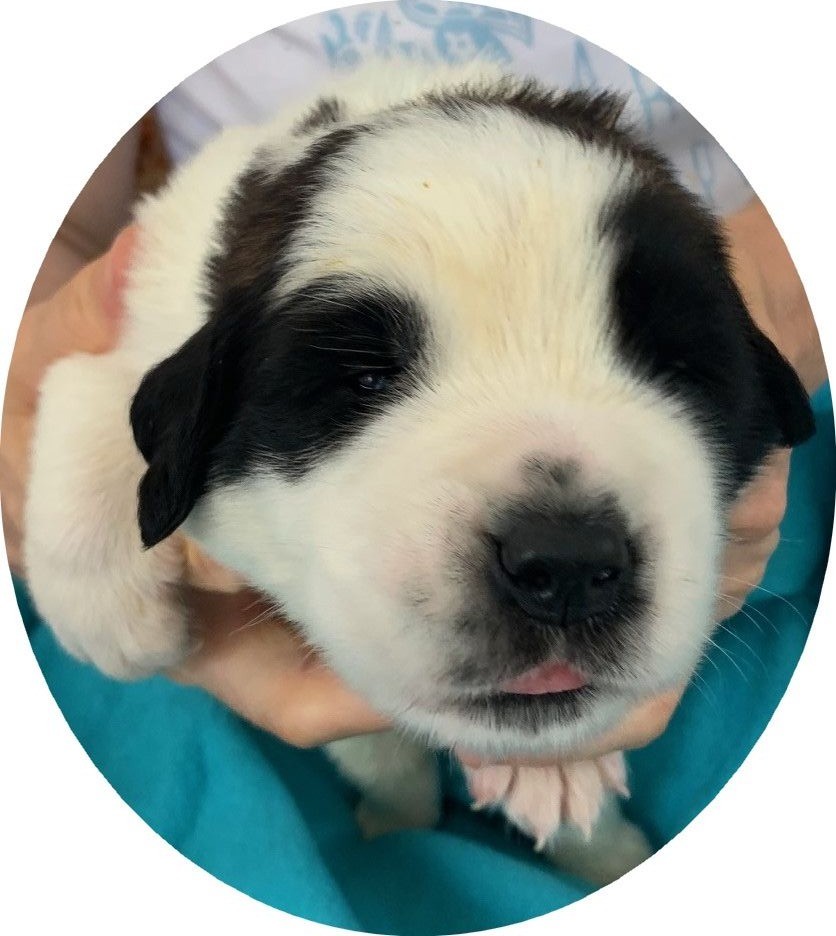 Du Domaine D'Arka - Chiots disponibles - Chien du Saint-Bernard