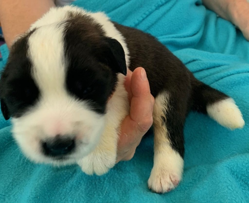 Du Domaine D'Arka - Chiots disponibles - Chien du Saint-Bernard