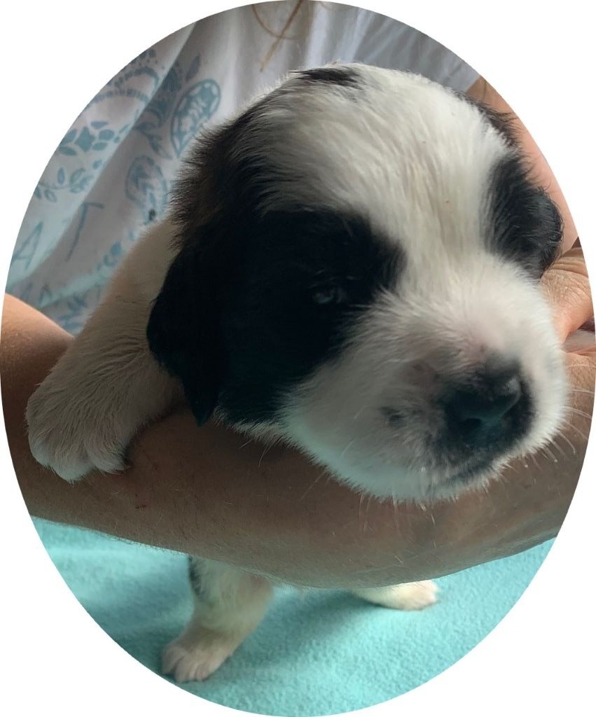 Du Domaine D'Arka - Chiots disponibles - Chien du Saint-Bernard