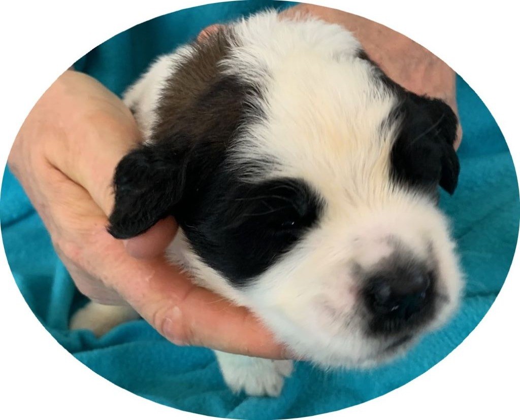 Du Domaine D'Arka - Chiots disponibles - Chien du Saint-Bernard